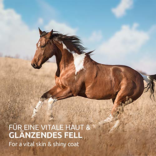 Aceite de Salmón para Perros, Gatos y Caballos (1 Litro) | Con Ácidos grasos OMEGA 3. Puro 100% Natural | Ideal como Complemento Alimenticio Diario y Suplemento de Dietas BARF