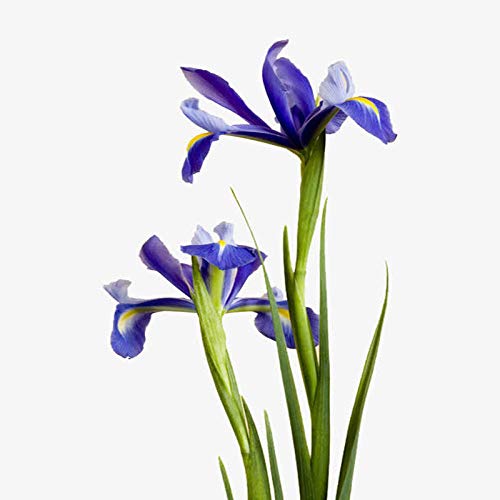 Aerlan Plantas Coloridas Semillas,Ornamentales para balcón, Jardín,Flor Azul Iris Mariposa Azul jardín de Flores en Maceta plant-500g_Blue