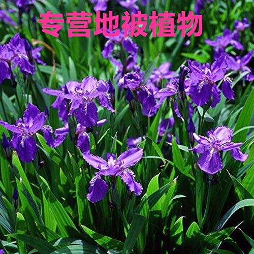 Aerlan Plantas Coloridas Semillas,Ornamentales para balcón, Jardín,Flor Azul Iris Mariposa Azul jardín de Flores en Maceta plant-500g_Blue