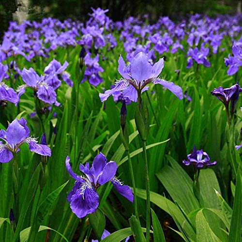 Aerlan Plantas Coloridas Semillas,Ornamentales para balcón, Jardín,Flor Azul Iris Mariposa Azul jardín de Flores en Maceta plant-500g_Blue