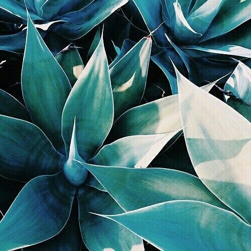 Agave Clarify Champú profesional de limpieza profunda - 250 ml