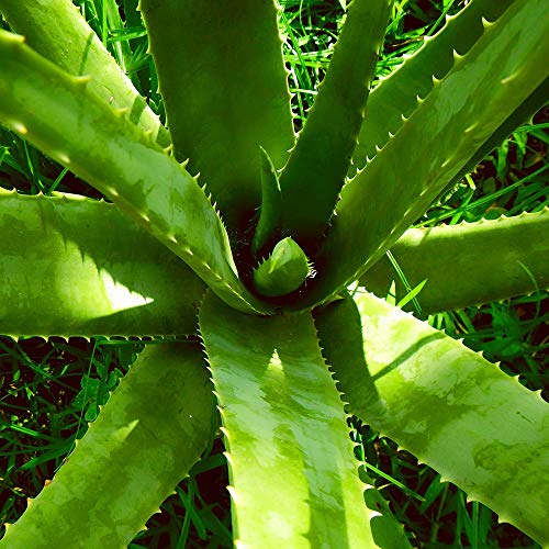 Aloe Vera - Cremas faciales y corporales, jabones de glicerina