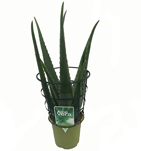 Aloe Vera Planta - Maceta 13cm. - Planta viva - (Envíos sólo a Península)