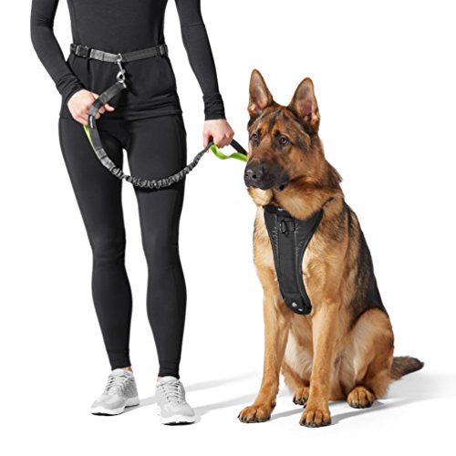 AmazonBasics - Correa para perro, elástica, asa doble, 1,21 m, color azul