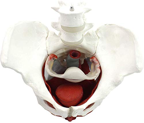 Anatómicas Pelvis Femenina Modelo Ginecología Pubis Regalo De Entrenamiento Médico Y Órganos Desmontables Músculos Del Suelo Pélvico Modelo Anatómico Material De Laboratorio