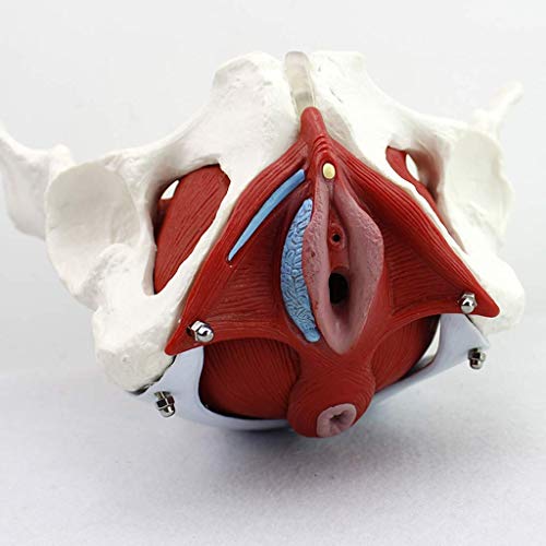 Anatómicas Pelvis Femenina Modelo Ginecología Pubis Regalo De Entrenamiento Médico Y Órganos Desmontables Músculos Del Suelo Pélvico Modelo Anatómico Material De Laboratorio
