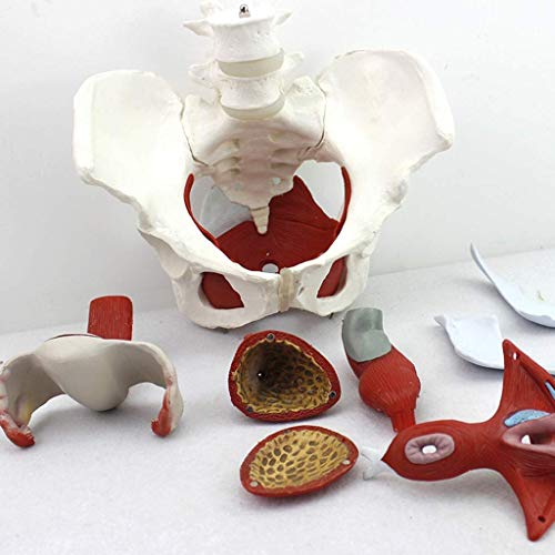 Anatómicas Pelvis Femenina Modelo Ginecología Pubis Regalo De Entrenamiento Médico Y Órganos Desmontables Músculos Del Suelo Pélvico Modelo Anatómico Material De Laboratorio