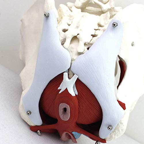 Anatómicas Pelvis Femenina Modelo Ginecología Pubis Regalo De Entrenamiento Médico Y Órganos Desmontables Músculos Del Suelo Pélvico Modelo Anatómico Material De Laboratorio