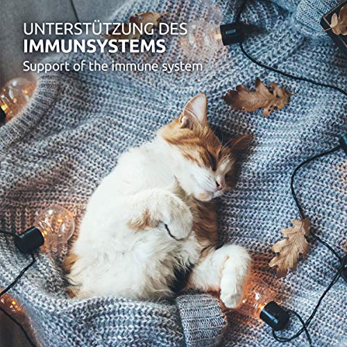 AniForte Barf Complete para Gatos 100g - Cuidado Completo, suplemento Barf en Polvo con Omega 3, levadura de Cerveza, taurina en Polvo, Plantas y Frutas Naturales, vitaminas y minerales