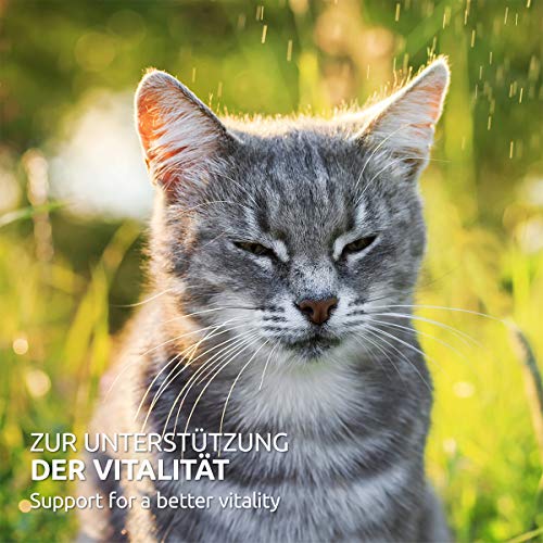 AniForte Barf Complete para Gatos 100g - Cuidado Completo, suplemento Barf en Polvo con Omega 3, levadura de Cerveza, taurina en Polvo, Plantas y Frutas Naturales, vitaminas y minerales