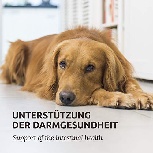 AniForte Digestox para perros 500g - para regular el estómago y los intestinos, ayuda a la digestión, une jugos gástricos y ácidos, armoniza la actividad gastrointestinal, granulado mineral de arcilla