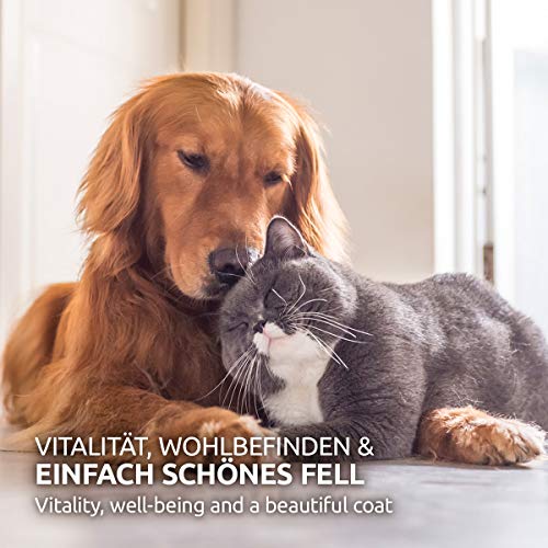 AniForte levadura Pura de Cerveza en Polvo para Perros y Gatos 250g - Pelo Brillante y Fuerte, Piel Vital, Rica en vitaminas B, minerales, oligoelementos, Producto Natural