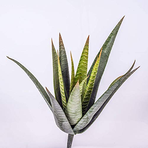 artplants.de Aloe Vera Artificial con 15 Hojas, Verde, en Vara de Ajuste, 35cm - Planta Artificial - Planta Decorativa