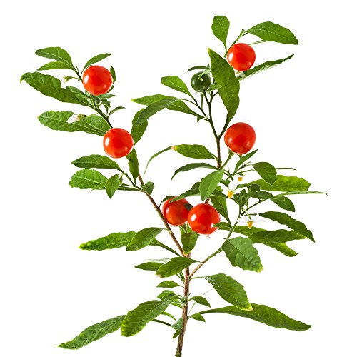 ASHWAGANDHA ECOLÓGICA EN POLVO * 50 raciones / 250 g * Planta adaptógena * Referencia en medicina Ayurveda * Propiedades afrodisiacas, estimulantes y rejuvenecedoras* Fabricado en Francia