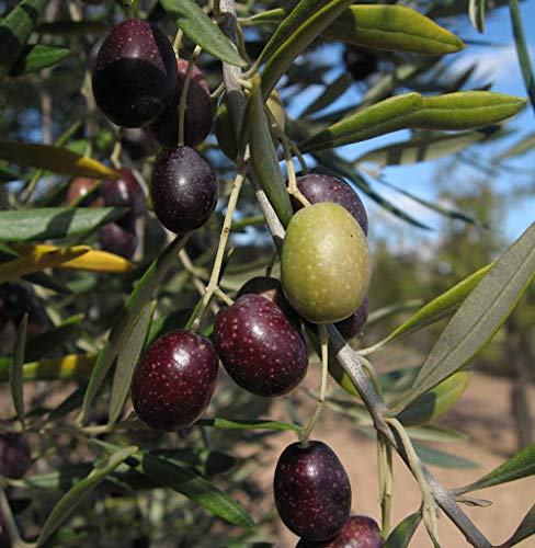 Bionsan Aceitunas Verdes Ecológicas - 3 Botes de 200 g - Total: 600 gr.