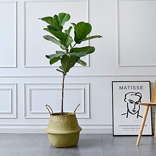 Bolso De La Paja Bolso Cruzado Cesta De Flores De Almacenamiento De Paja Monstera, Laúd, Banyan, Maceta De Ave Del Paraíso, Cesta Tejida De Decoración De La Sala De Estar