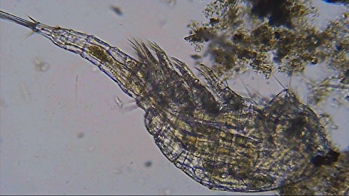 Bresser Biolux NV 20x-1280x Microscopio