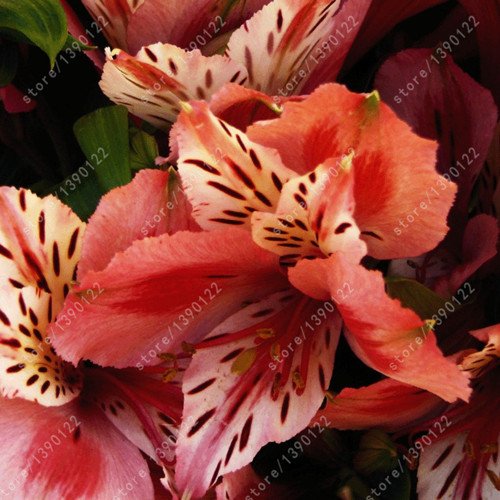 bulbos de lirio verdadero, flor del lirio, lirio (no semillas), los bulbos de azucenas de flores, olor débil, plantas de maceta bonsai para el jardín de bulbos -2 9