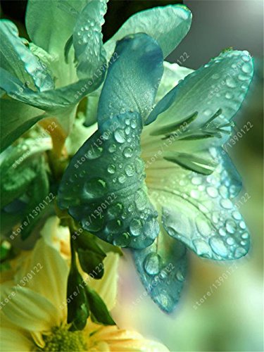 bulbos de lirio verdadero, flor del lirio, lirio (no semillas), los bulbos de azucenas de flores, olor débil, plantas de maceta bonsai para el jardín de bulbos 6 -2