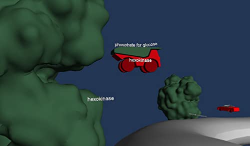 Cell Respiration (Glycolysis, Citric Acid Cycle, Respiratory Chain)