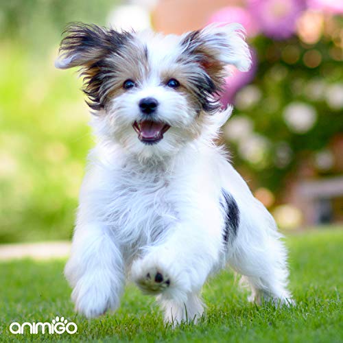 Cepillos para Perros y Gatos - Cepillo Quita Pelo con Púas de Acero Inoxidable, Reduce 90% Pelo Muerto y Suelto, para Todo Tipo de Pelo, Razas y Tamaño, Cepillo Ergonómico Profesional para Mascotas