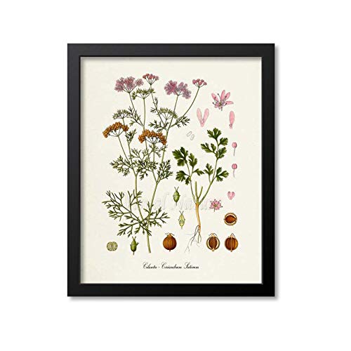 Cilantro Botanical Print Cilantro - Impresión artística botánica