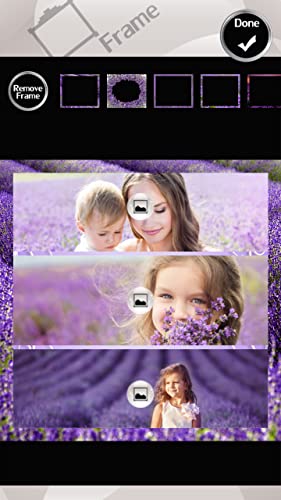 Collage de la foto de la lavanda