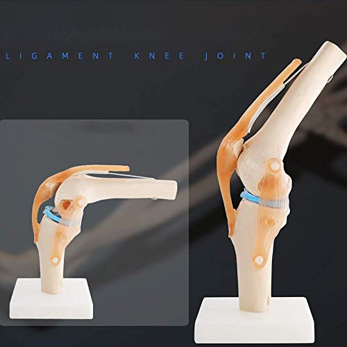 Drohneks Modelo de articulación de Rodilla Humana: Modelo de Sacro de rótula de Esqueleto con ligamentos Que Pueden Doblar para enseñar, Entrenamiento de demostración, clínica de ortopedia