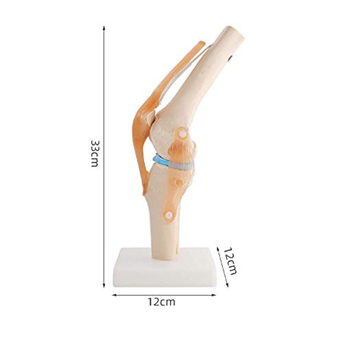 Drohneks Modelo de articulación de Rodilla Humana: Modelo de Sacro de rótula de Esqueleto con ligamentos Que Pueden Doblar para enseñar, Entrenamiento de demostración, clínica de ortopedia
