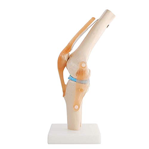 Drohneks Modelo de articulación de Rodilla Humana: Modelo de Sacro de rótula de Esqueleto con ligamentos Que Pueden Doblar para enseñar, Entrenamiento de demostración, clínica de ortopedia