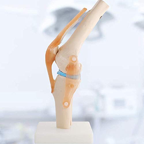Drohneks Modelo de articulación de Rodilla Humana: Modelo de Sacro de rótula de Esqueleto con ligamentos Que Pueden Doblar para enseñar, Entrenamiento de demostración, clínica de ortopedia