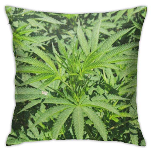 ETGeed Funda de Almohada para sofá Coche Real Planta de Marihuana Cannabis Marihuana en Granada Botanical Spain Su Nombre en latín es Sativa Native