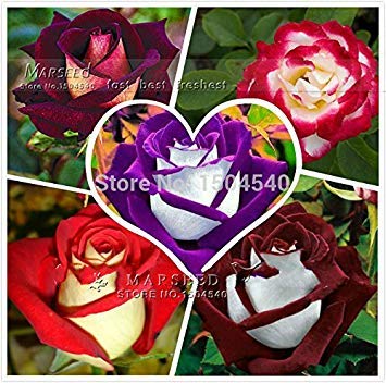 Fash Lady 250 semillas de Abracadabra Rose, 5 colores diferentes Rare Osiria Rose, variedad popular ideal DIY Home Bonsai flor