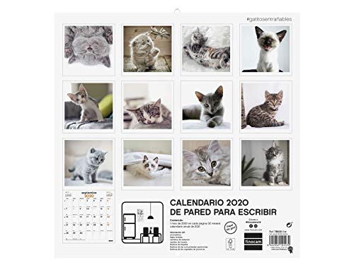 Finocam - Calendario de pared 2020 Imágenes 30x30 Gatitos español
