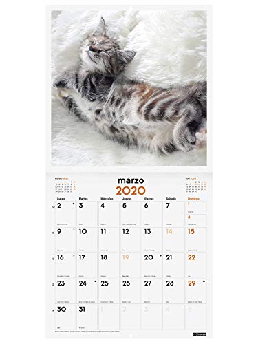 Finocam - Calendario de pared 2020 Imágenes 30x30 Gatitos español