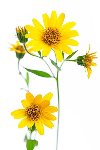 Gel de Arnica Montana 200 ml - Piel de bebé - Dolores musculares - ecchymoses - Gel refrescante - Hématomes - Dolores - Sport y Recuperación - Articulaciones - Gel de masaje