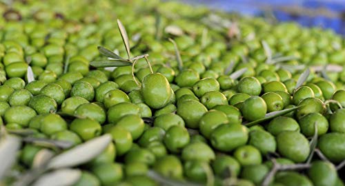 Goya Único - Aceite de Oliva Virgen Extra - 500 ml