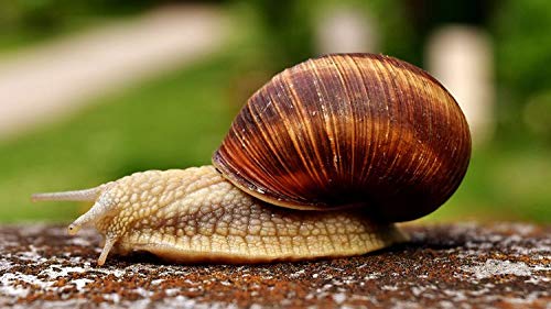 Herbagen - Crema de día antiarrugas para piel seca, arrugada o manchada, baba de caracola, colágeno marino y vitamina C, 97% de origen natural