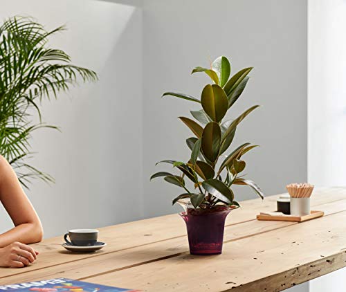 Hobby Flower Adel Macetero, Maceta, Jardinera, Tiesto, Azul, 20 x 20 cm