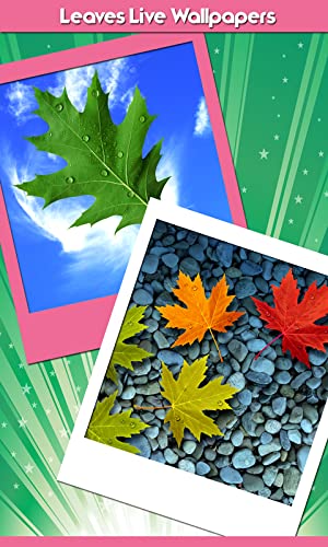 Imágenes de Leaves Live