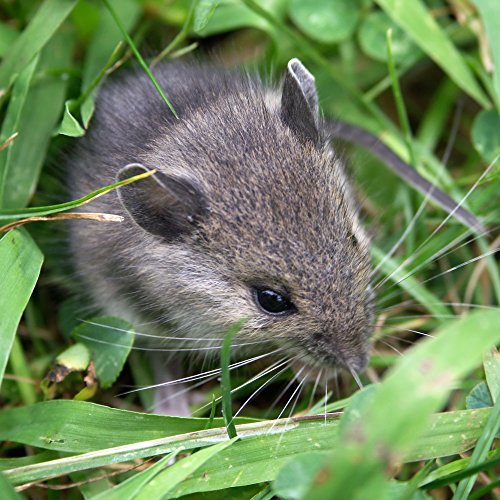 ISOTRONIC Repelente Ultrasónico de Plagas Ahuyentador de Ratas y Ratones Antiplagas