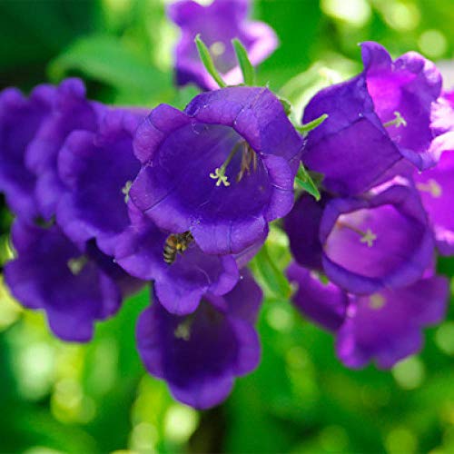 jardín Ornamental balcón,Semillas de Flores de la campánula Verde al Aire Libre Plantas de Interior en Maceta-White Bellflower 500,Jardín Planta en Maceta perenne