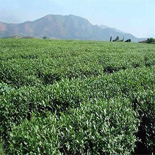 Jazmín flores té verde jazmín copos té chino té verde flor de jazmín 50g (0.11LB) té de hierbas té perfumado Té de flores Té de hierbas té de hierbas Té crudo Té de flores