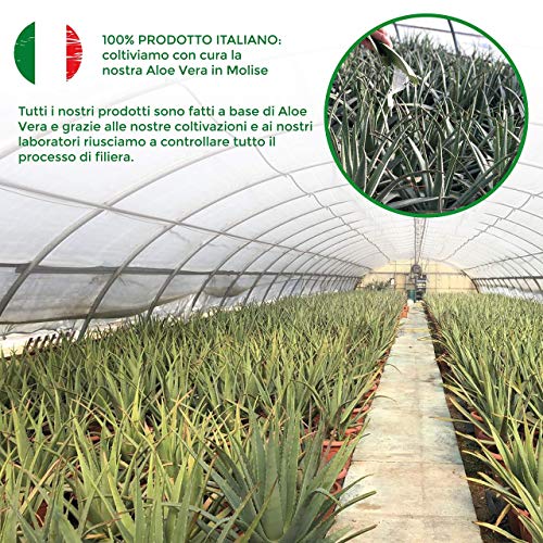 Jugo y pulpa de Aloe Vera para beber, sin pasteurizar y sin filtrar - Hecho en Italia a partir de nuestros cultivos - 3 x 1 Lt