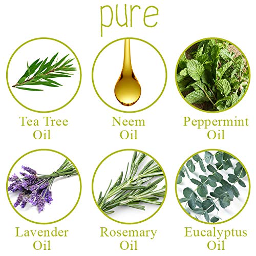 Little Green Kids Lice Guard Detangler 8 Oz / 240 Ml by Little Green