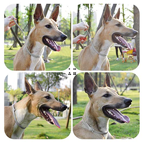 Magichome Collar Antiparasitario para Perros contra Pulgas, Garrapatas y Mosquitos, Gris