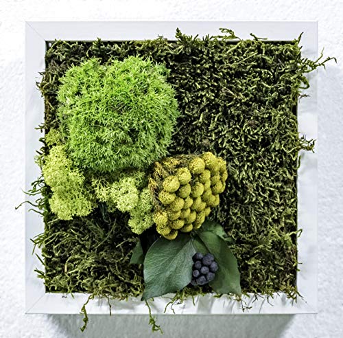 Mi Jardín Vertical Musgo Preservado Cuadro Vegetal 23 x 23 cm (Soho)