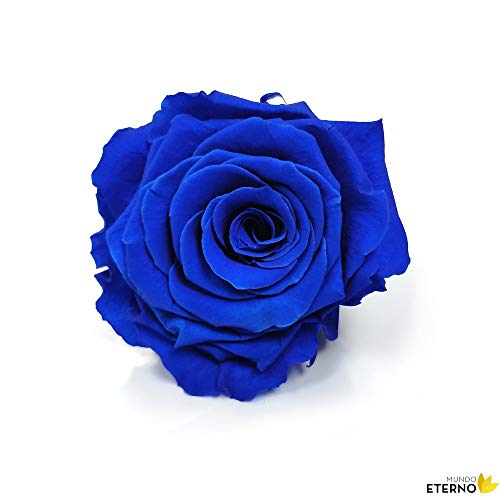 Mundo Eterno Rosa Eterna Preservada 35cm Azul Oscura