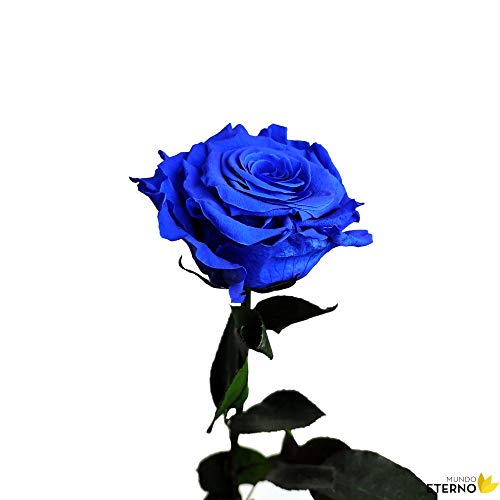Mundo Eterno Rosa Eterna Preservada 35cm Azul Oscura