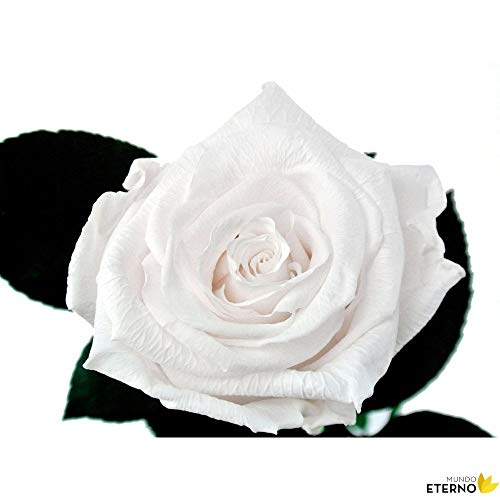 Mundo Eterno Rosa Eterna Preservada 35cm Blanca
